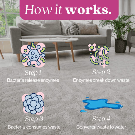 Cat Stain and Odor Eliminator - Magnadyne