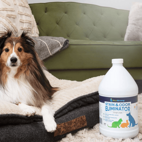 Pet Stain and Odor Eliminator - Magnadyne